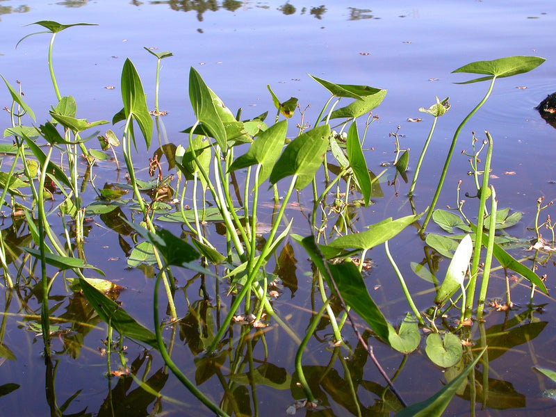 Broadleaf Dwarf Sagittaria, aquarium decor, Canton, TX.
