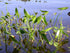 Broadleaf Dwarf Sagittaria, aquarium decor, Canton, TX.