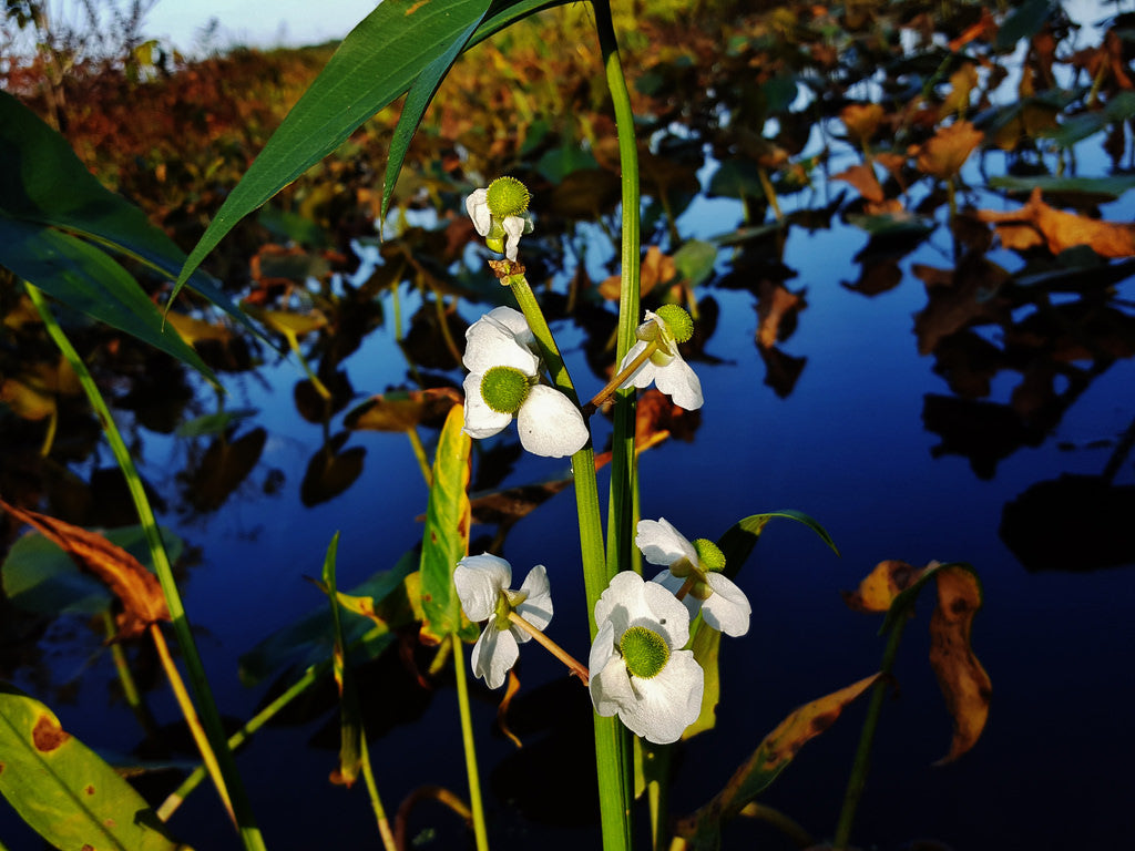 Broadleaf Dwarf Sagittaria, live plants, USA store.