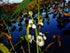 Broadleaf Dwarf Sagittaria, live plants, USA store.
