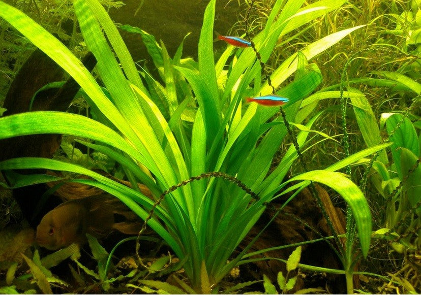 Dwarf Sagittaria Broadleaf, aquatic plants, USA.