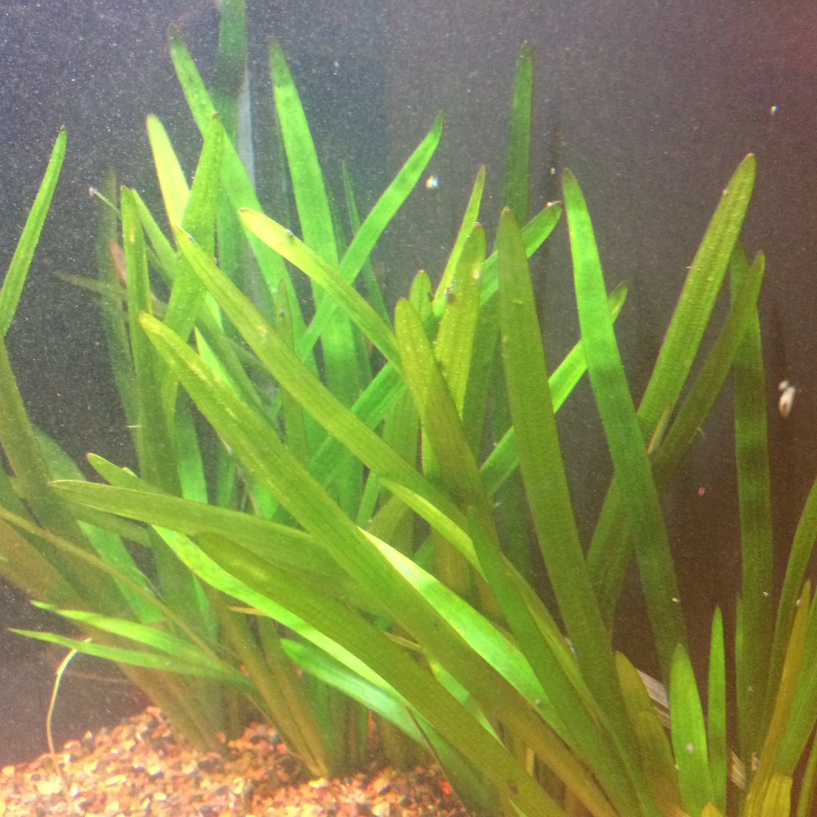 Dwarf Sagittaria Broadleaf, live plants, USA online.