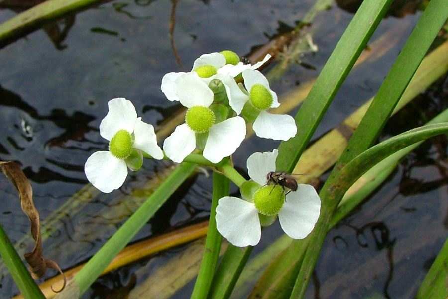 Dwarf Sagittaria Broadleaf, plants, Canton sale.