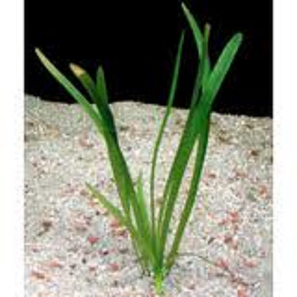 Dwarf Sagittaria Broadleaf, tank plants, Texas.