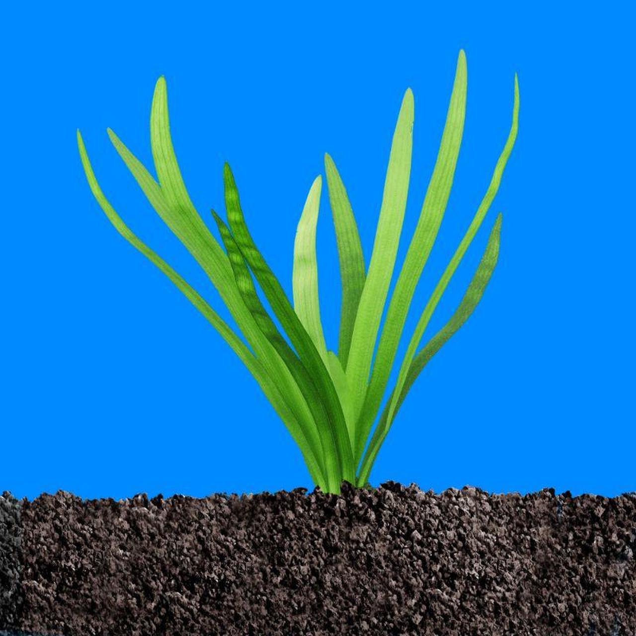 Mixed Plant Bunch, Premium Assorted, aquarium plants, Canton, TX.