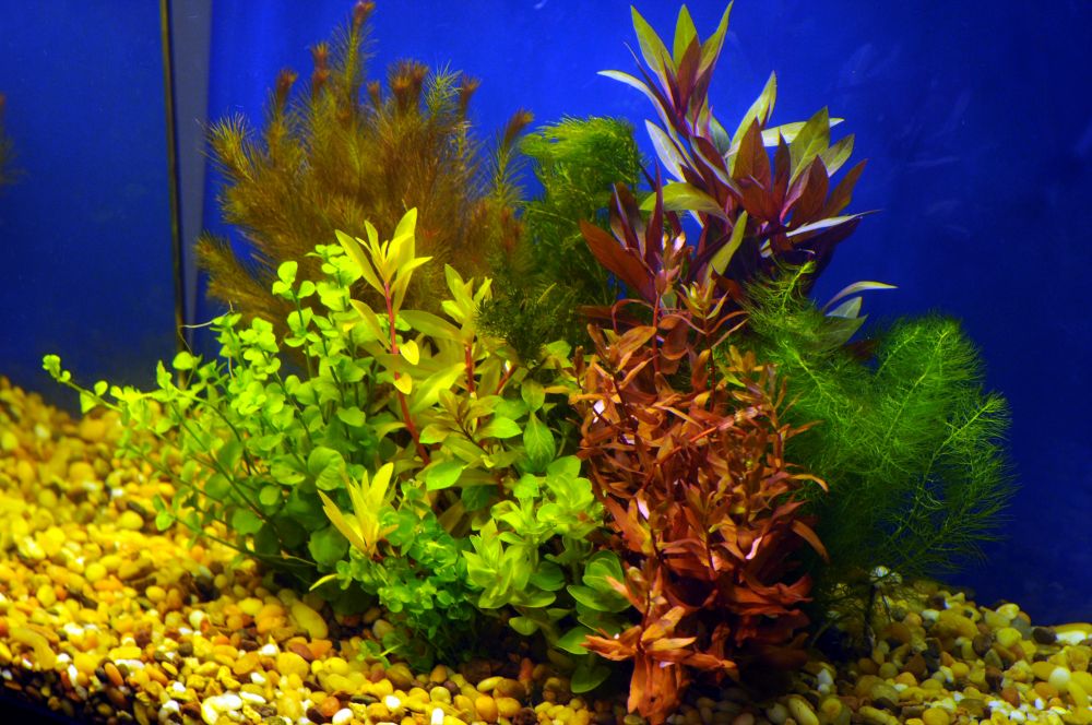 Premium Assorted Mixed Plant Bunch, aquarium plants, USA sale.