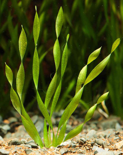 Vallisneria Biawensis (Corkscrew) Bunch