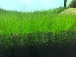 Dwarf Hairgrass Eleocharis Mat