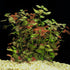 Ludwigia Repens sp