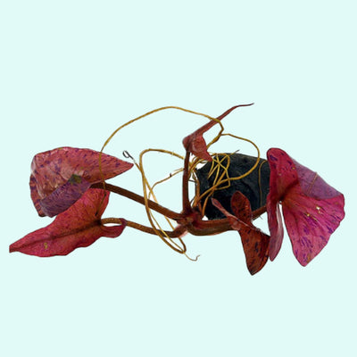 Red Tiger Lotus Lily (Nymphaea Zenderi)