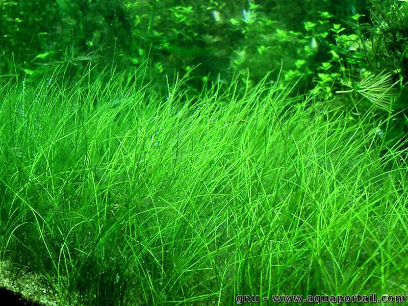 Dwarf Hairgrass 3X 3" Coconut Coir Mat