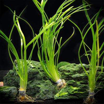 Buy 2 Get 1 Free Dwarf Sagittaria Pusilus NarrowLeaf Live Aquarium Plant Decor - Canton Aquatics