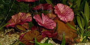 Red Tiger Lotus Lily (Nymphaea Zenderi)