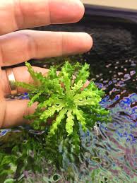 Pogostemon Helferi Bunch