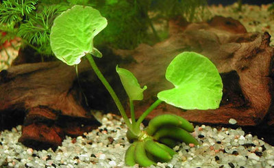 Nymphoides Aquatica (Banana Plant)
