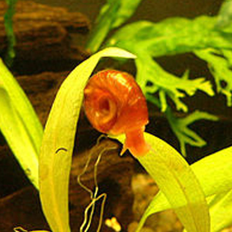 25+ Baby to Adult Assorted Ramshorn Snails - Rams Horn