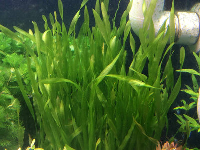 Vallisneria Biawensis (Corkscrew) Bunch