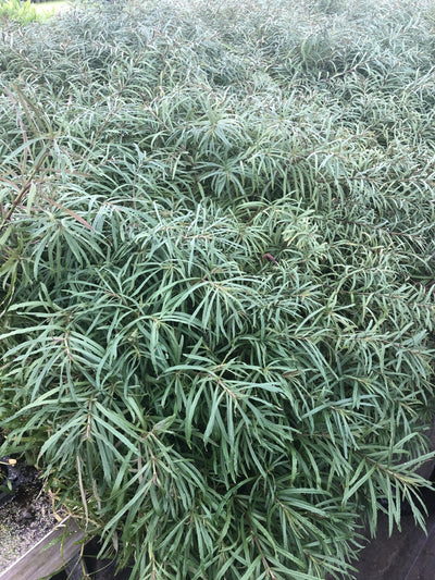 Pogostemon Stellatus Narrowleaf