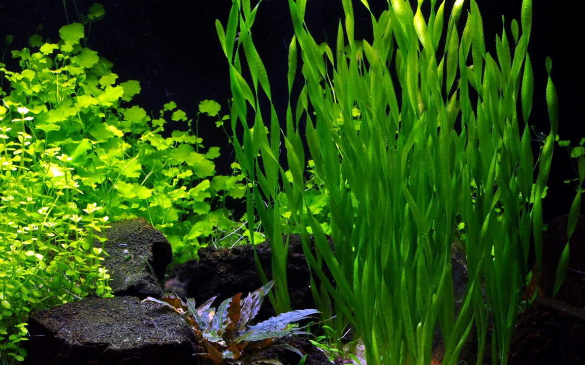 Vallisneria Biawensis (Corkscrew) Bunch