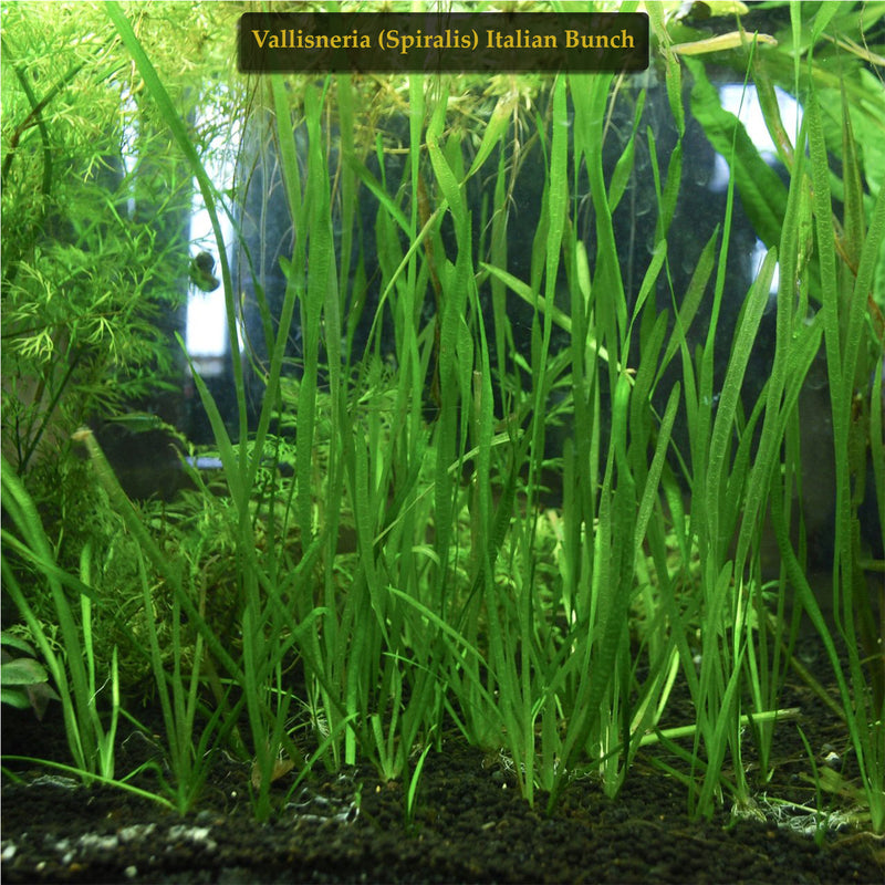Buy 2 Get 1 Free Valisnaria (Spiralis) Italian Bunch Live Aquarium Plant Decor - Canton Aquatics