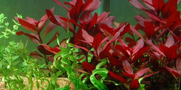 Ludwigia Repens (Super Red Mini)