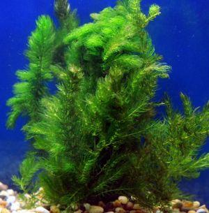 Lush Hornwort Aquatic Plant