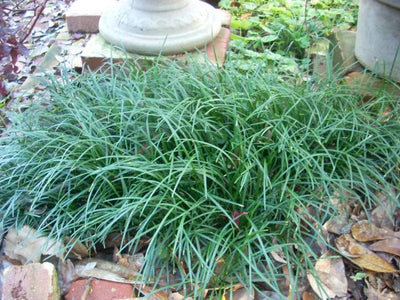 Mondo Grass (Ophiogon Japonica)