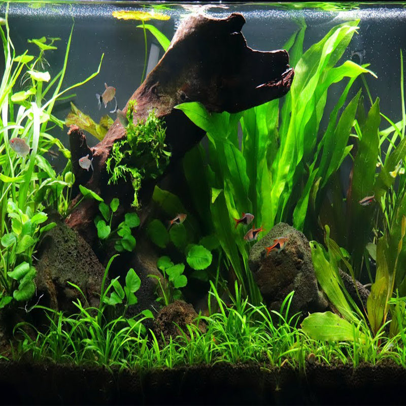Buy 2 Get 1 Free Malaysian DriftWood Aquascape for Live Aquarium Plant Decor - Canton Aquatics