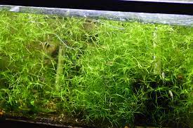 Guppy Grass Najas Guadalupens Portion